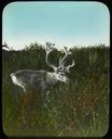 Image of Reindeer in Woods (Caribou)